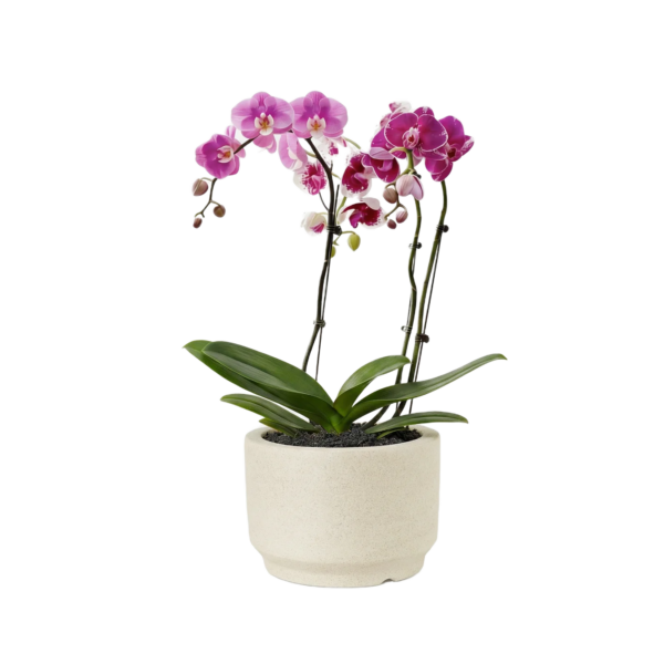 Гвоздика куст. Карнейшн Спр Микс