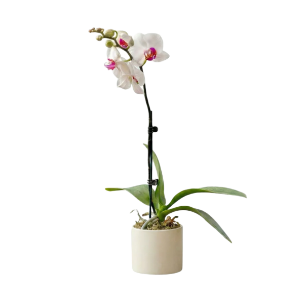 Гвоздика куст. Белый и Розовый