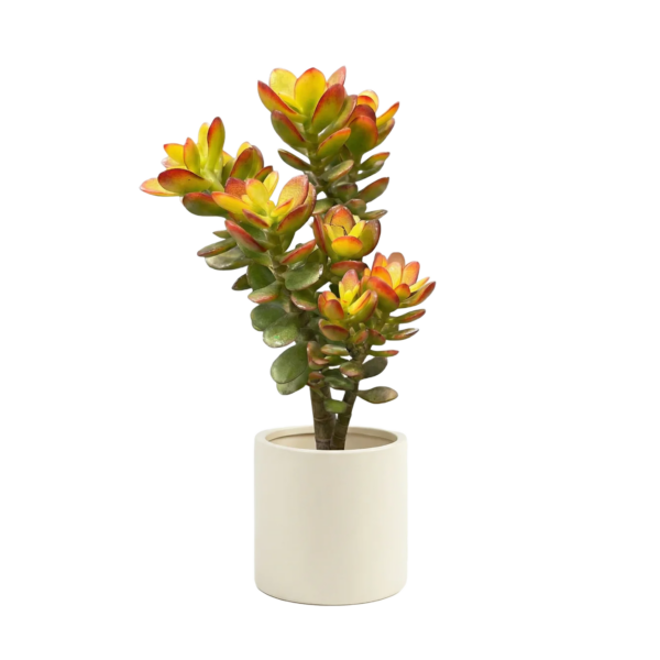 Гвоздика куст. Щедрый Бык