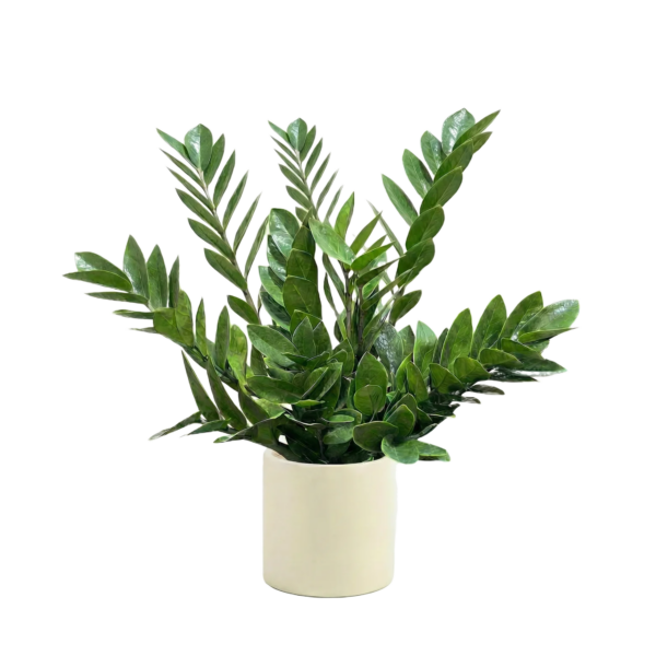 Гвоздика куст. Щедрый Бык